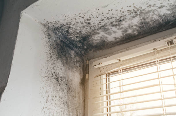 Affordable Bathroom Mold Removal solutions in Yorktown, VA